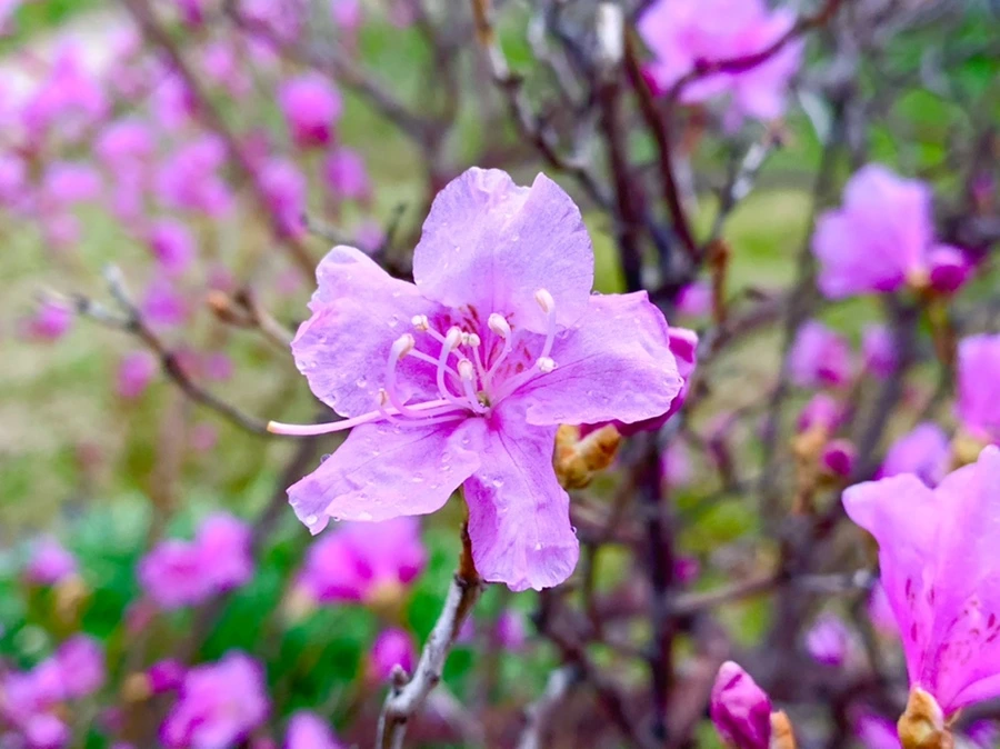 IMG_4743.jpg?type=w966