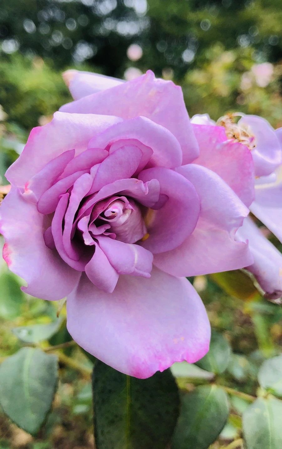 IMG_2224.jpg?type=w966