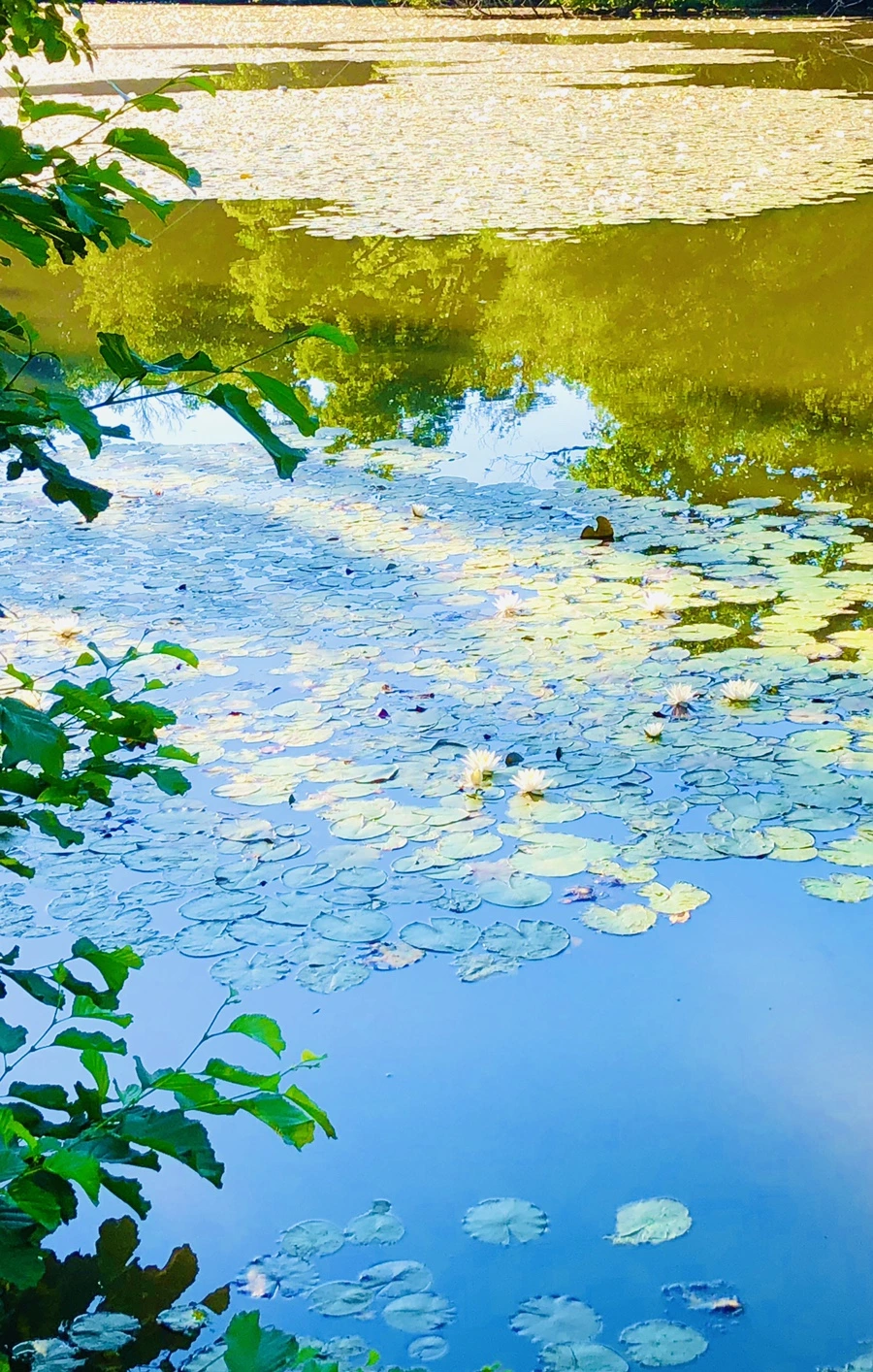 IMG_3894.jpg?type=w966