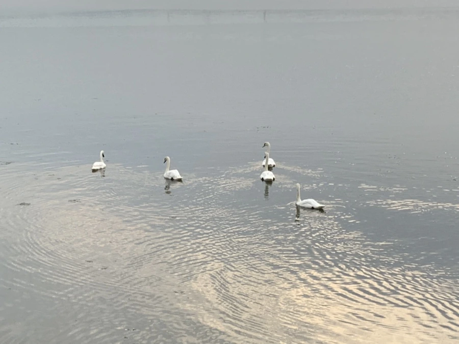 IMG_6415.jpg?type=w966