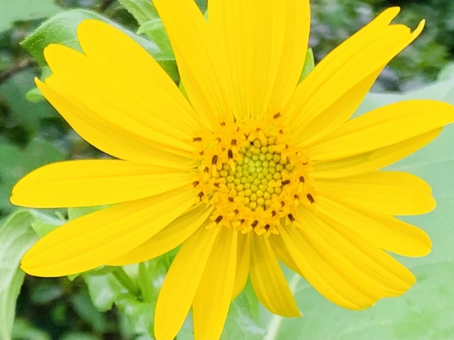 IMG_1077.jpg?type=w966