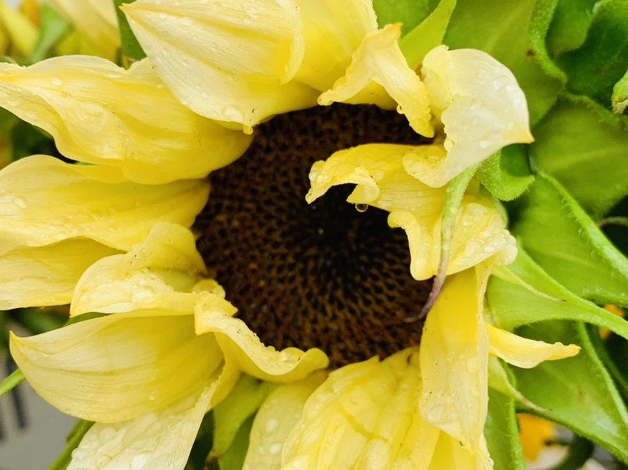 IMG_0264.jpg?type=w966