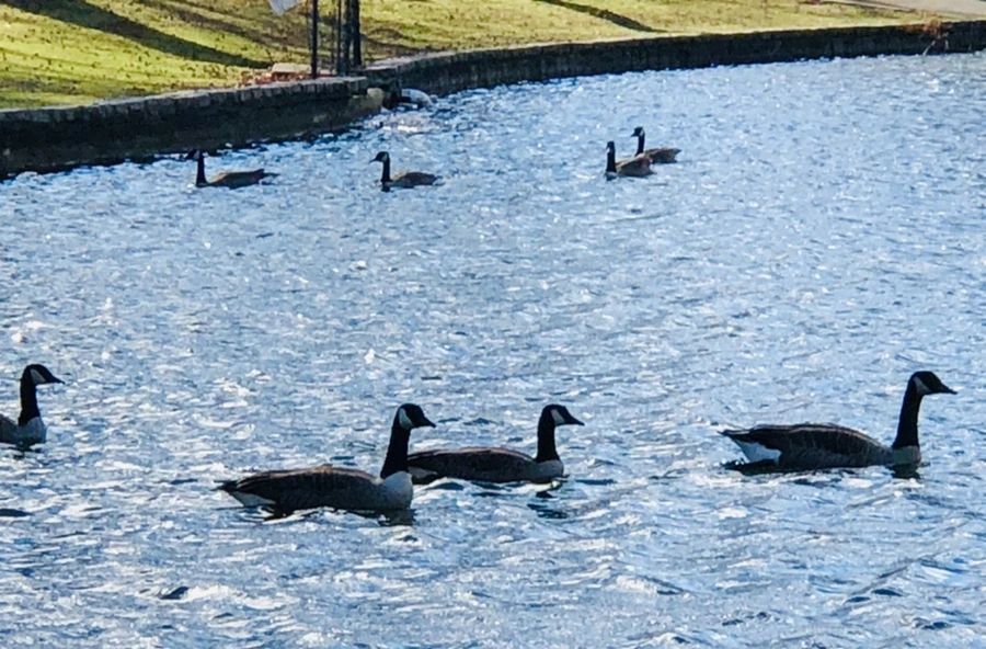 IMG_9204.jpg?type=w966