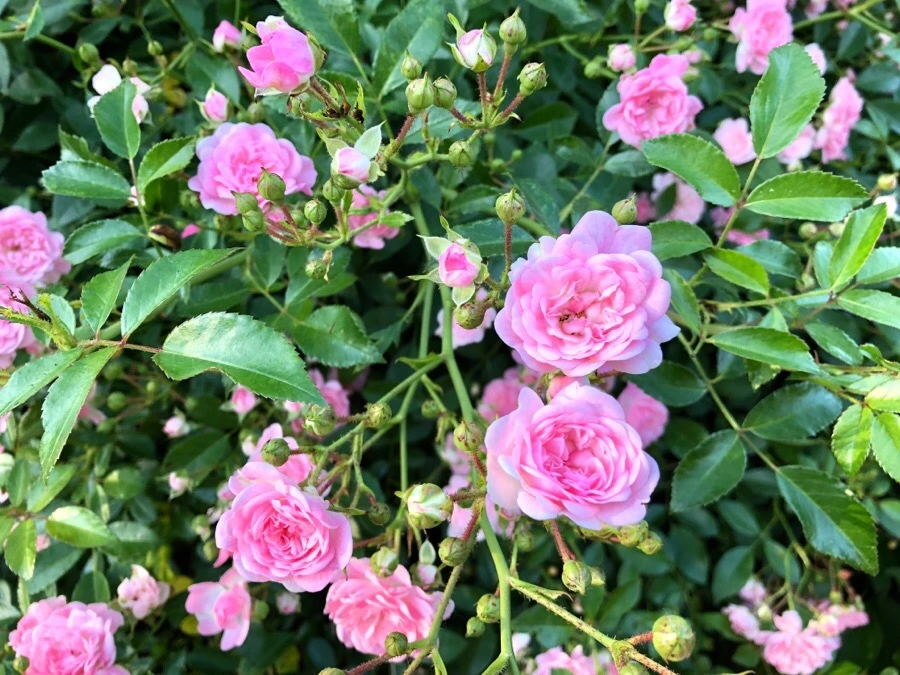 IMG_7603.jpg?type=w966