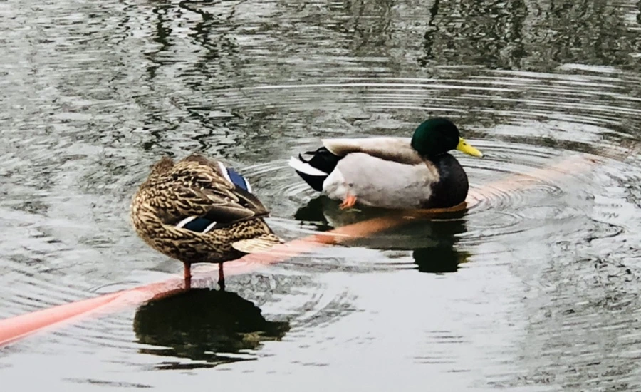 IMG_3344.jpg?type=w966