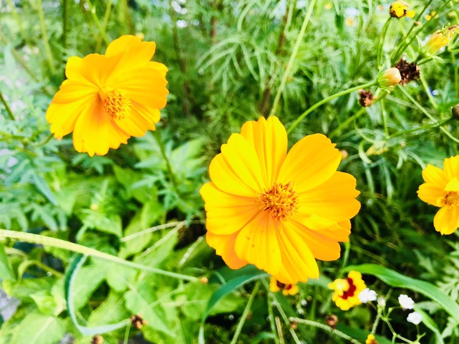 IMG_4585.jpg?type=w966