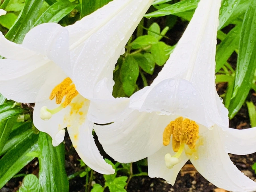 IMG_0124.jpg?type=w966