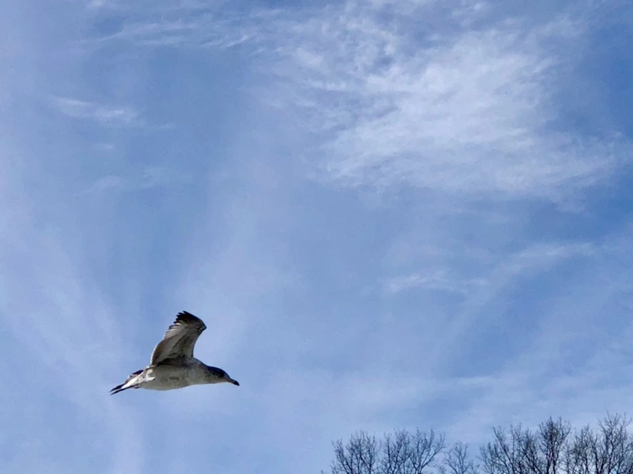 IMG_3138.jpg?type=w966