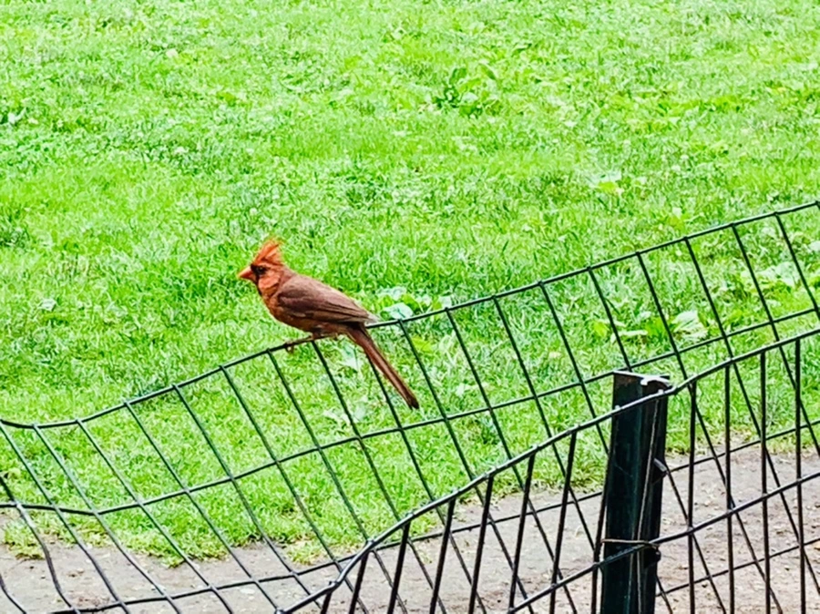 IMG_9912.jpg?type=w966