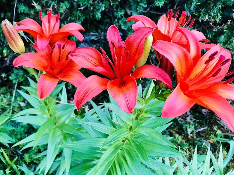 j3LEDH24MZMnPP9TMZ04W61dm0E