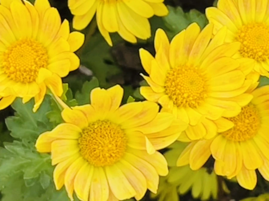 IMG_1188.jpg?type=w966