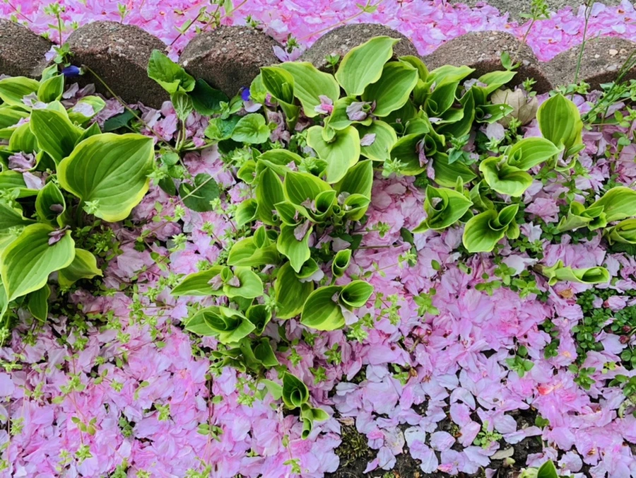 IMG_6059.jpg?type=w966