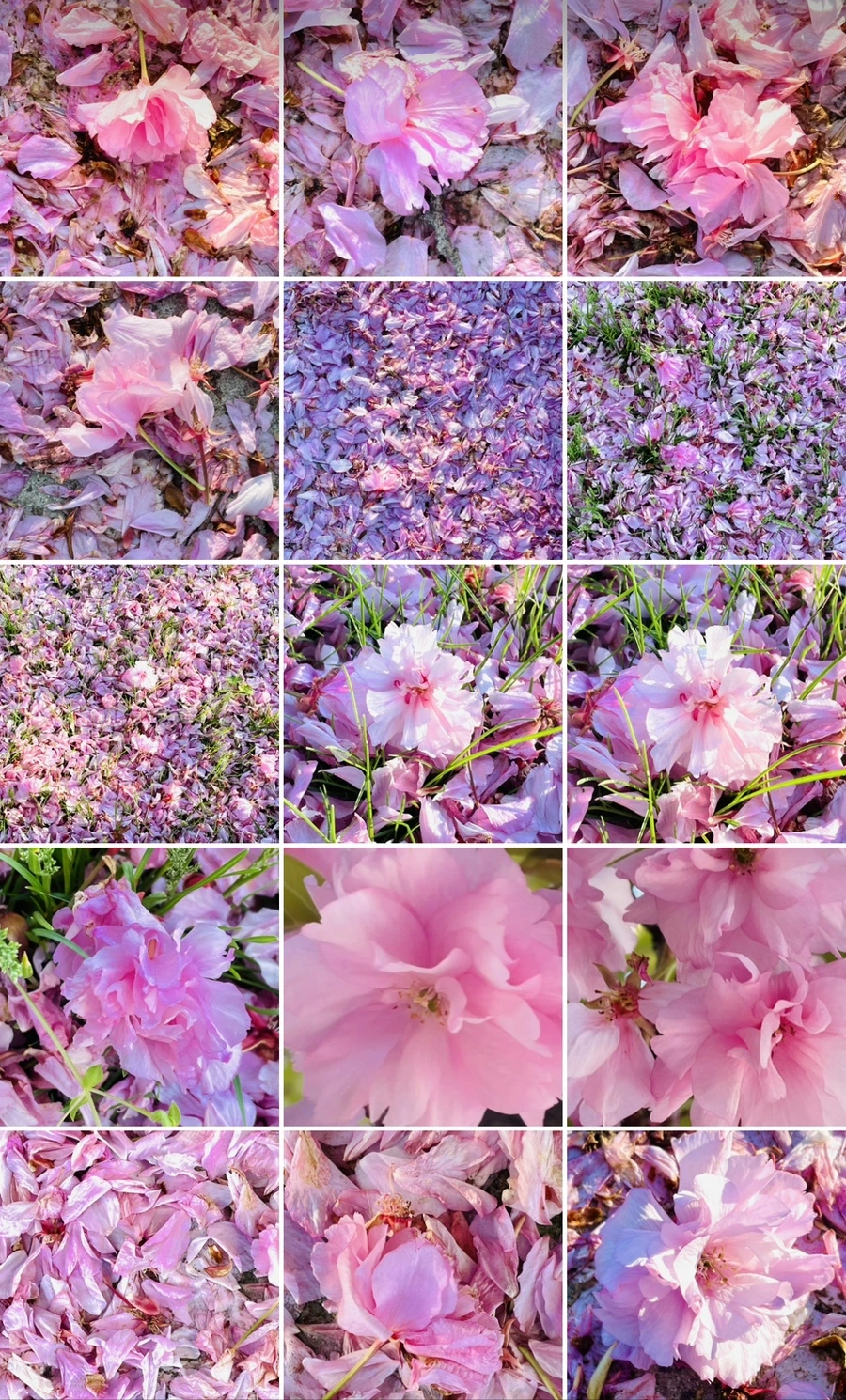 IMG_6236.jpg?type=w966