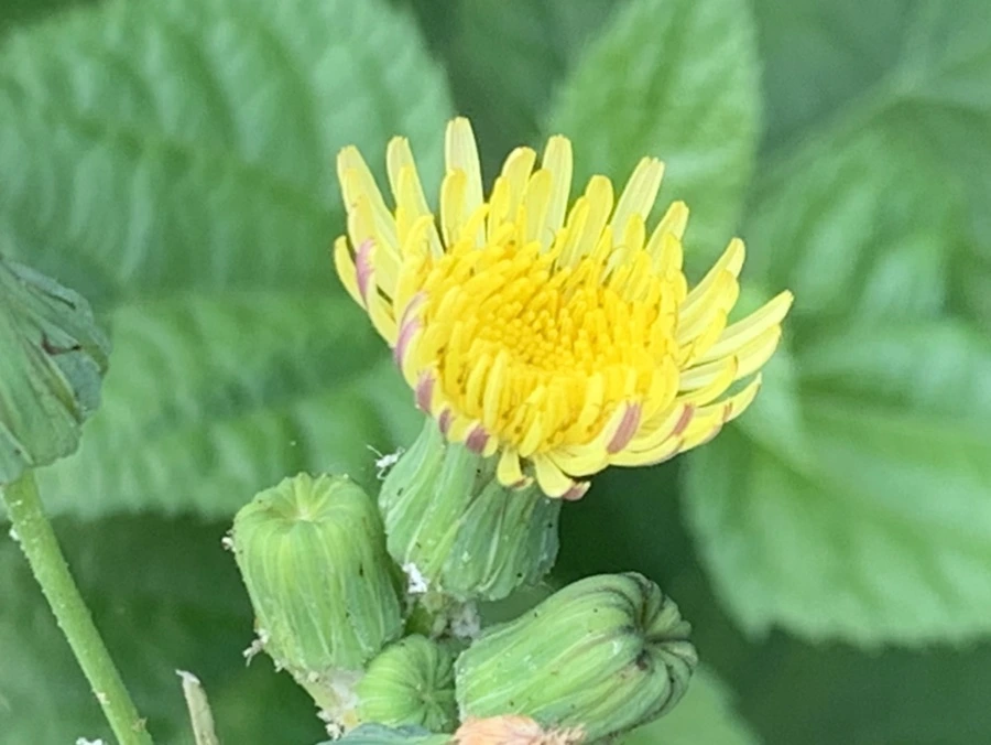 IMG_6033.jpg?type=w966