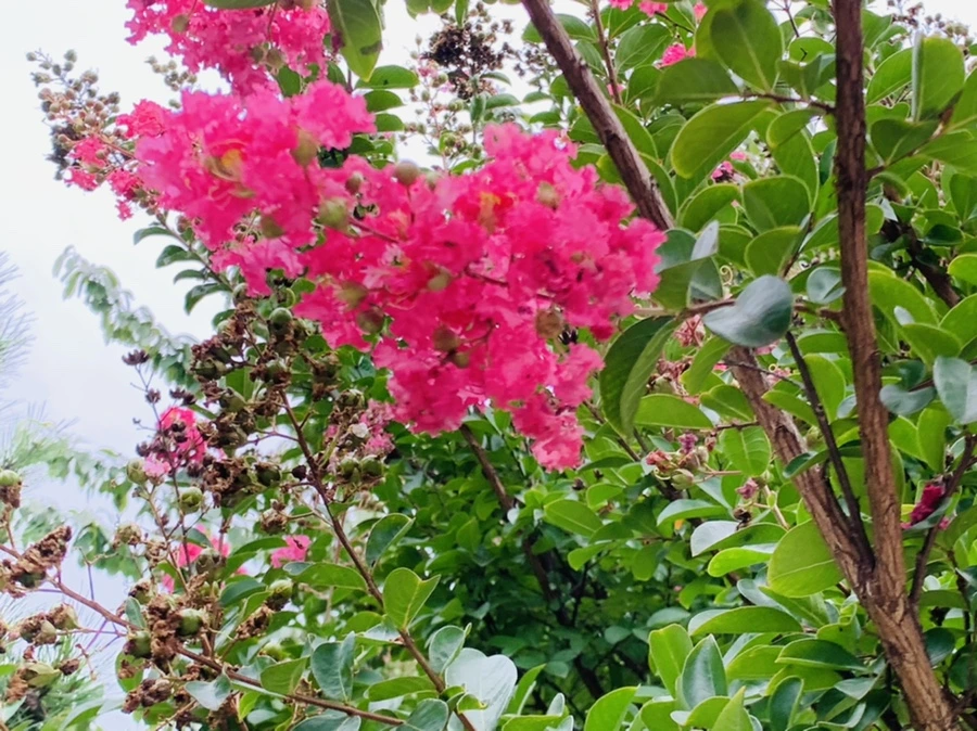 IMG_5960.jpg?type=w966