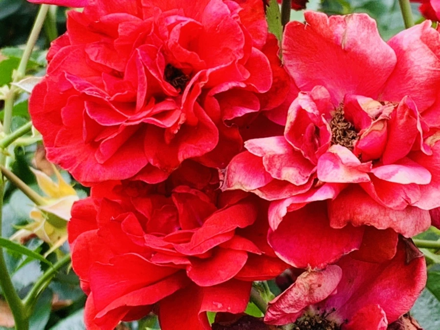 IMG_0459.jpg?type=w966