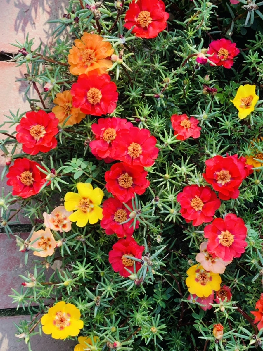 IMG_6658.jpg?type=w966