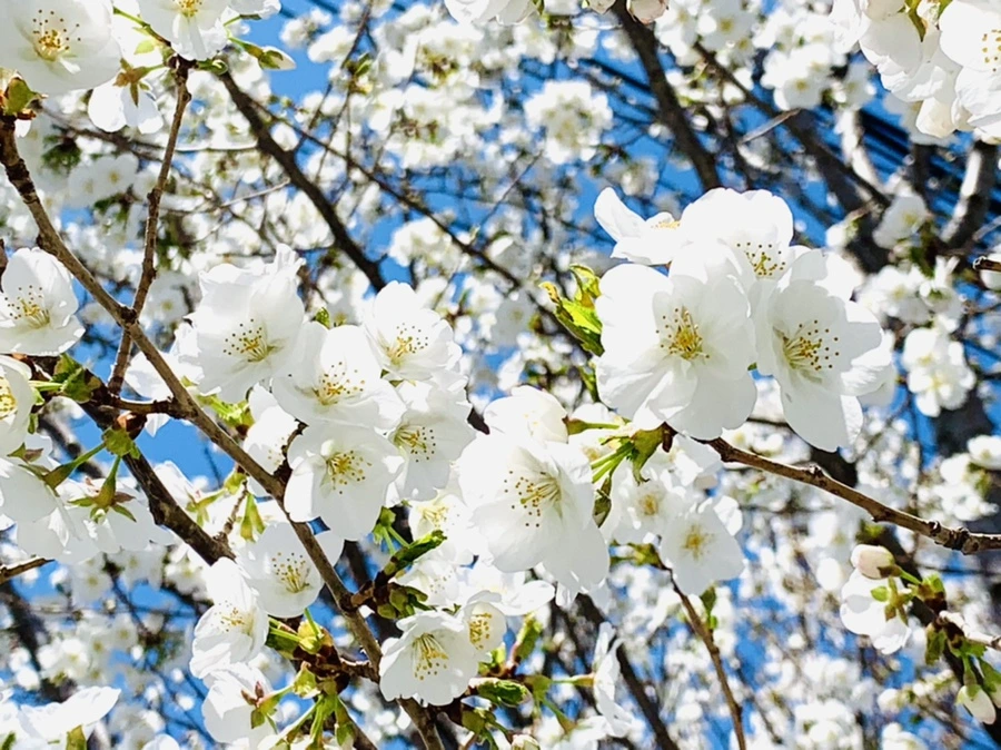 IMG_8368.jpg?type=w966