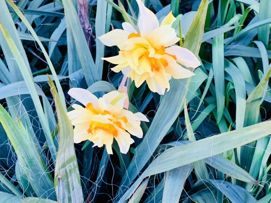 IMG_7432.jpg?type=w966