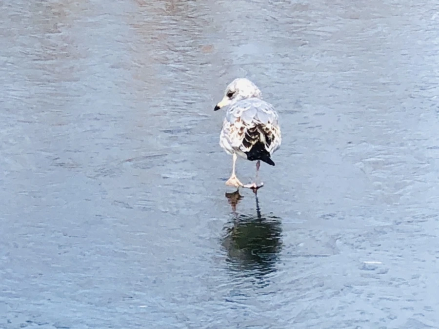 IMG_8476.jpg?type=w966