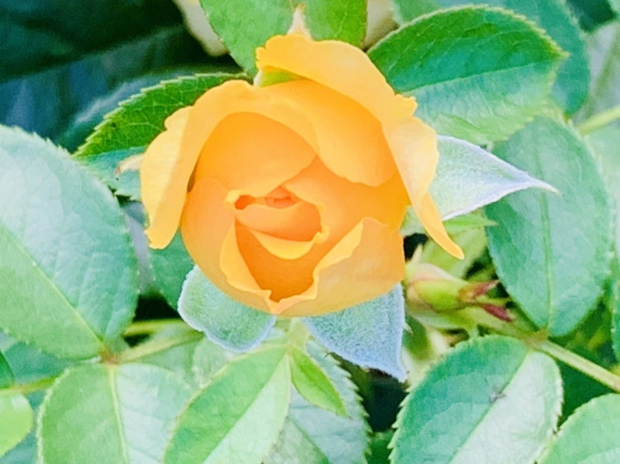 IMG_2941.jpg?type=w966