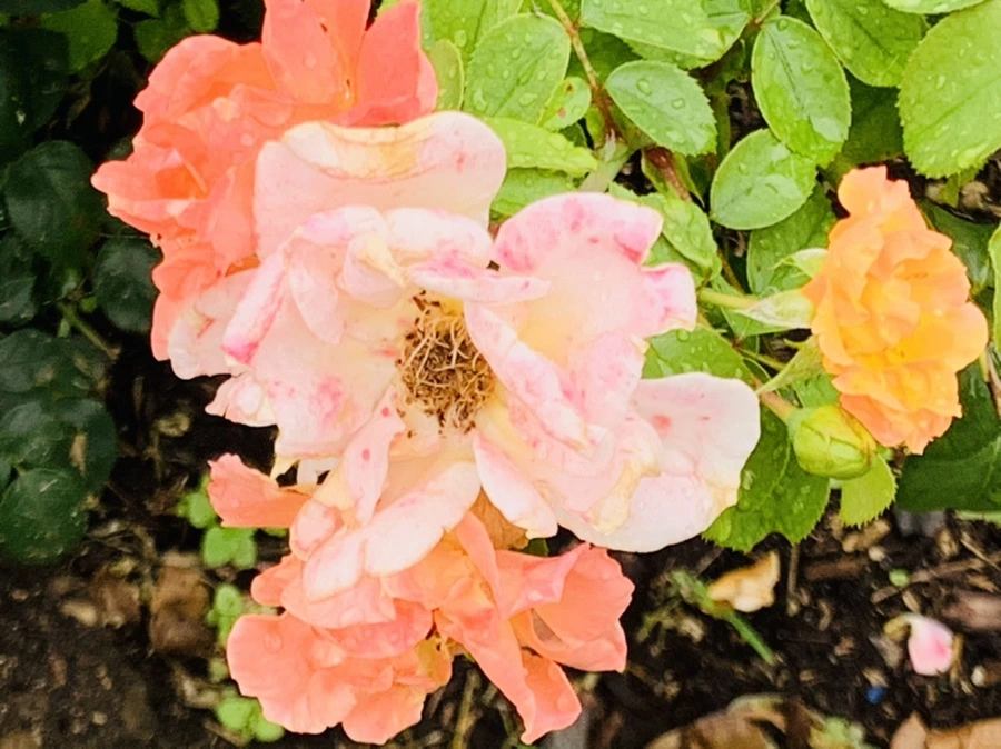 IMG_0984.jpg?type=w966