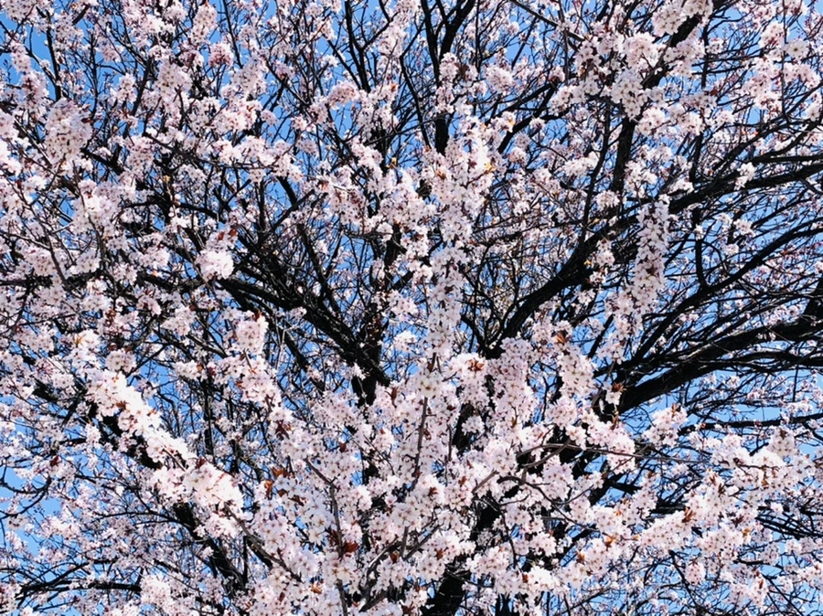 IMG_7977.jpg?type=w966