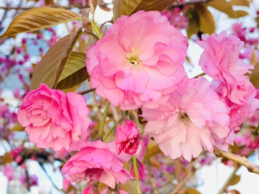 IMG_4206.jpg?type=w966