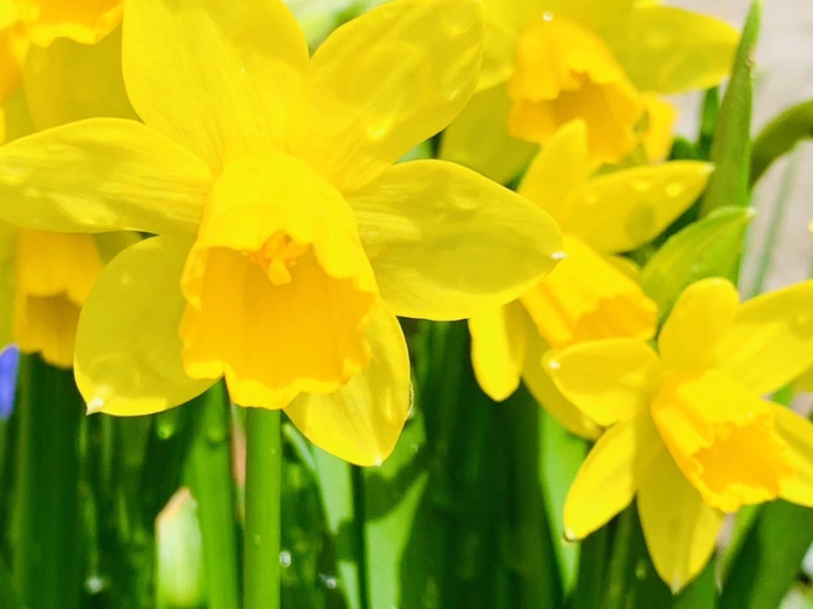 IMG_4022.jpg?type=w966