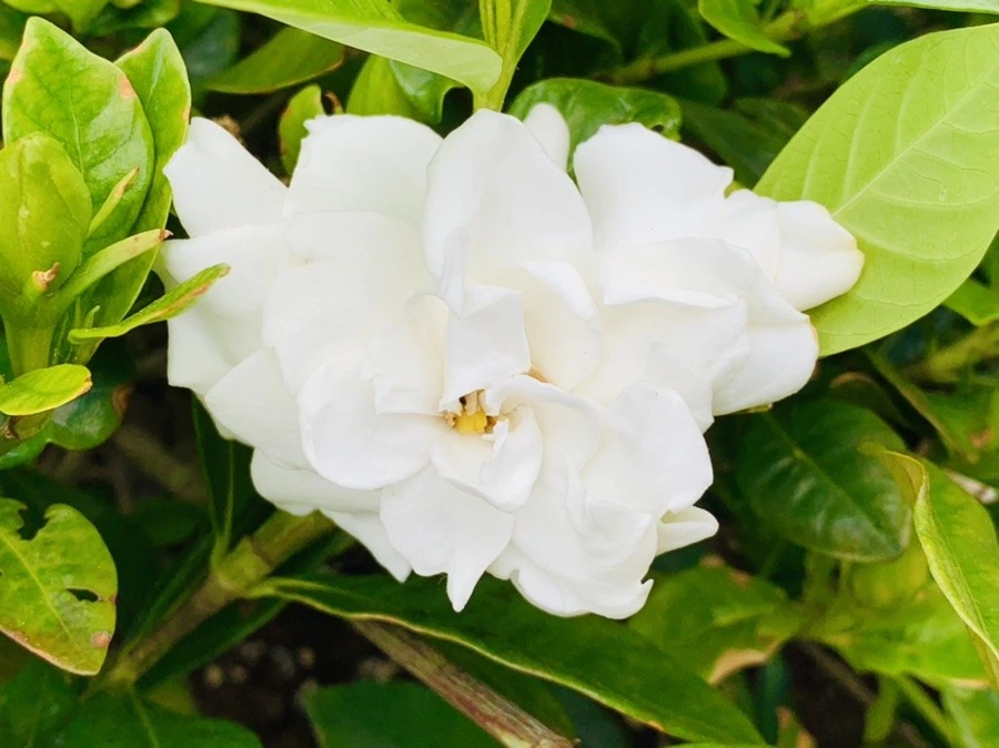 1n4DabQT5zkSIGLrK77fDW5eo2I