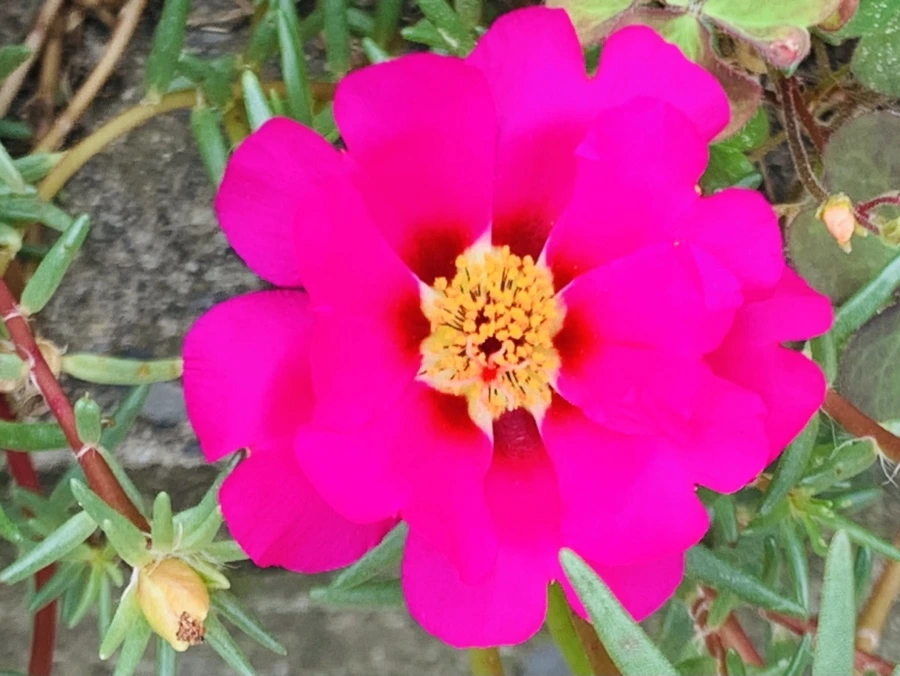 IMG_5923.jpg?type=w966