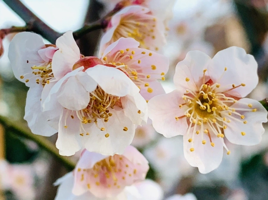 IMG_2350.jpg?type=w966