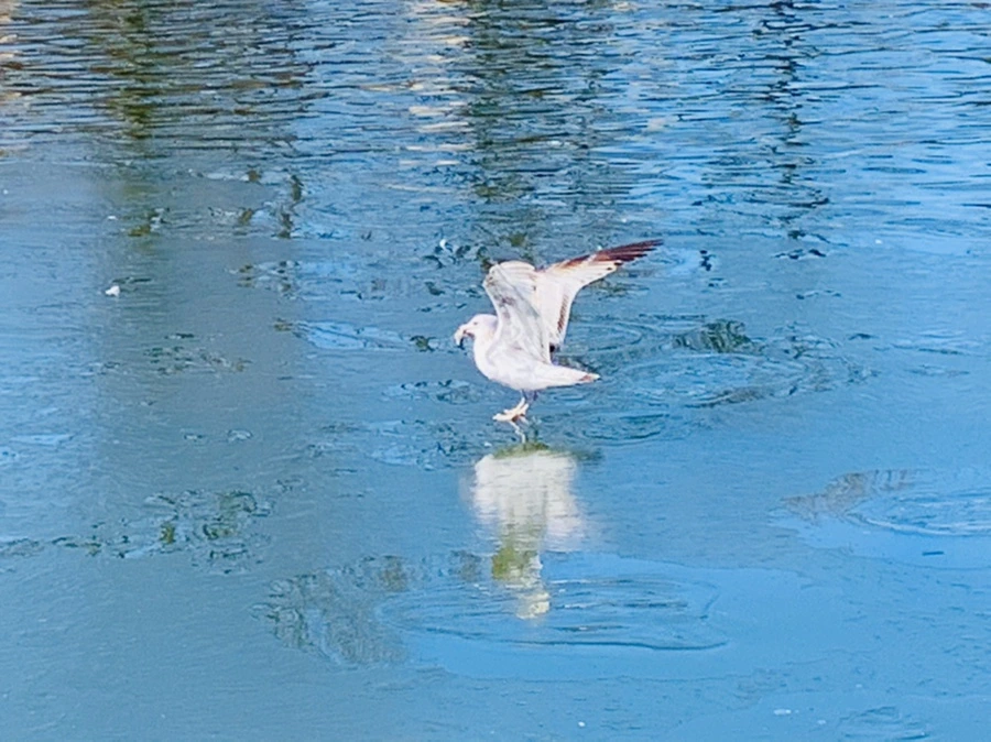 IMG_9069.jpg?type=w966