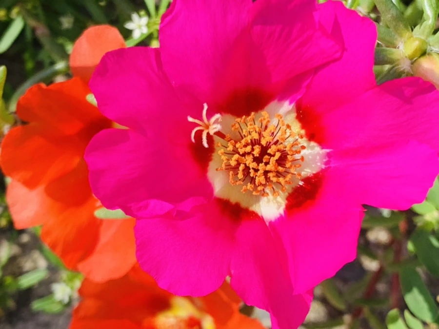 IMG_6730.jpg?type=w966