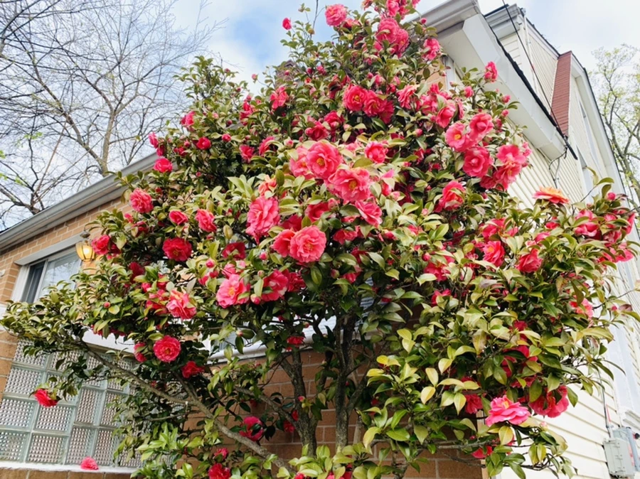 IMG_2906.jpg?type=w966