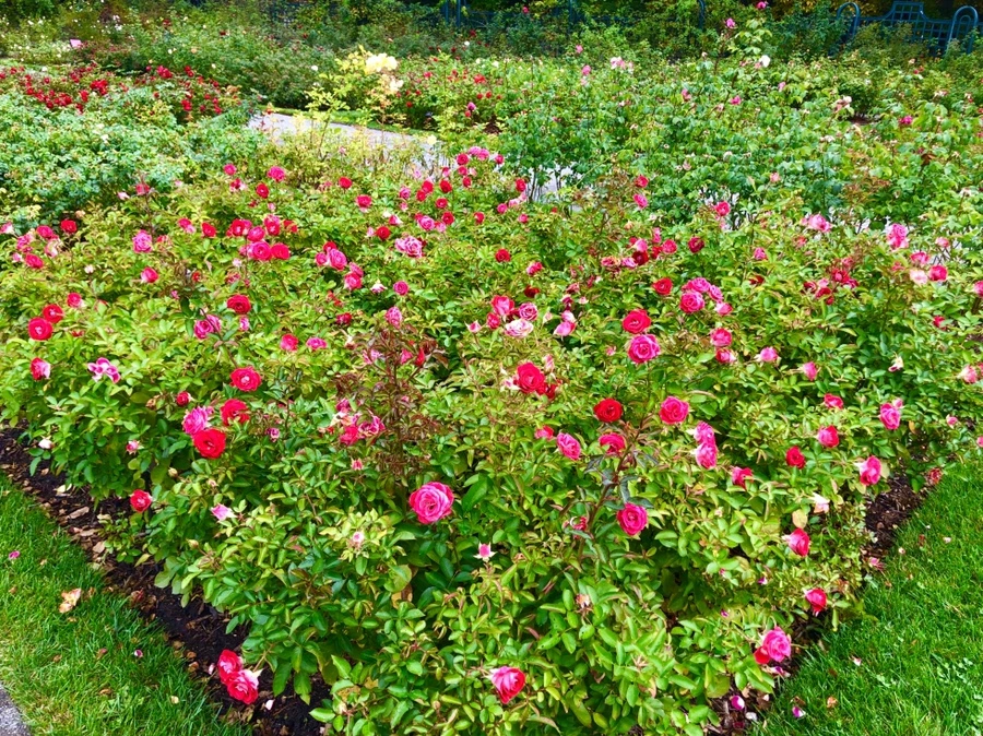 IMG_2256.jpg?type=w966