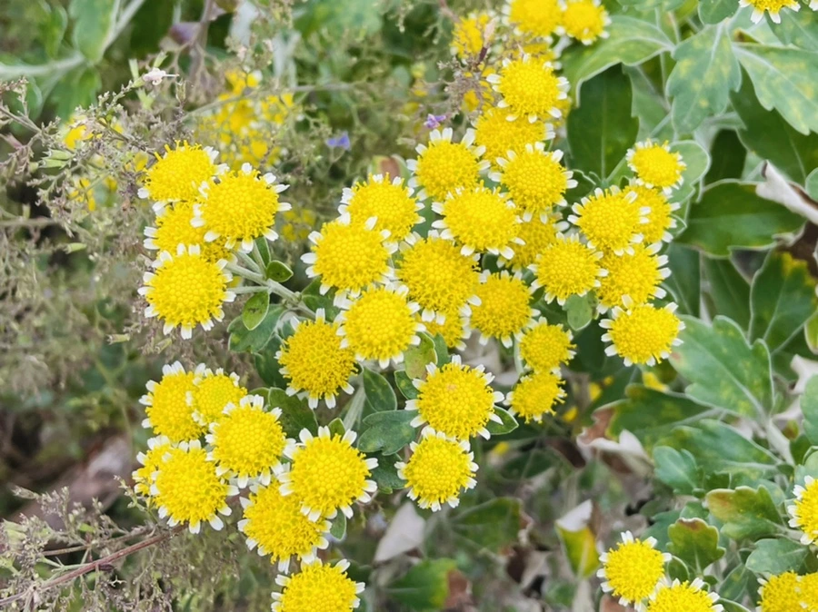 IMG_2412.jpg?type=w966