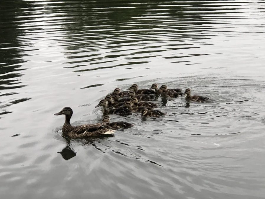 IMG_3308.jpg?type=w966