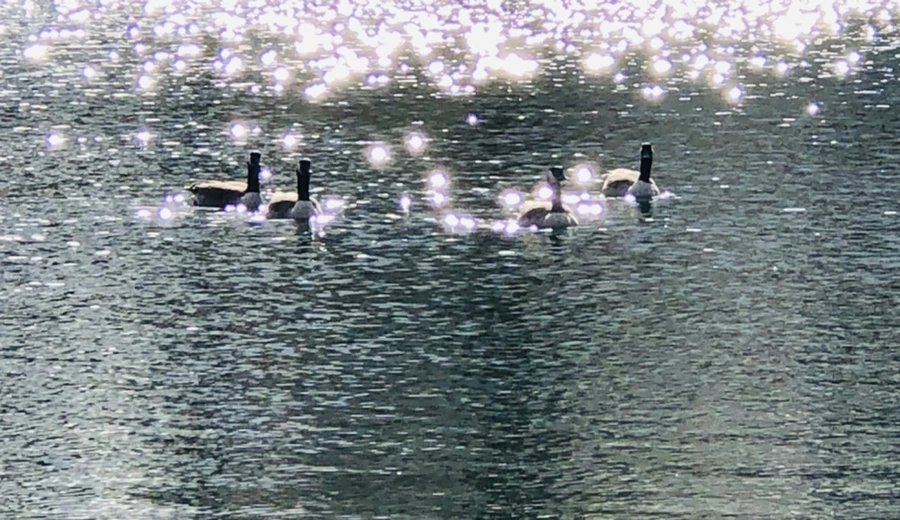 IMG_4390.jpg?type=w966