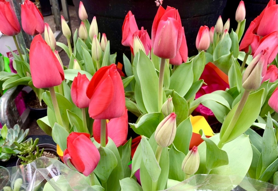 IMG_1727.jpg?type=w966