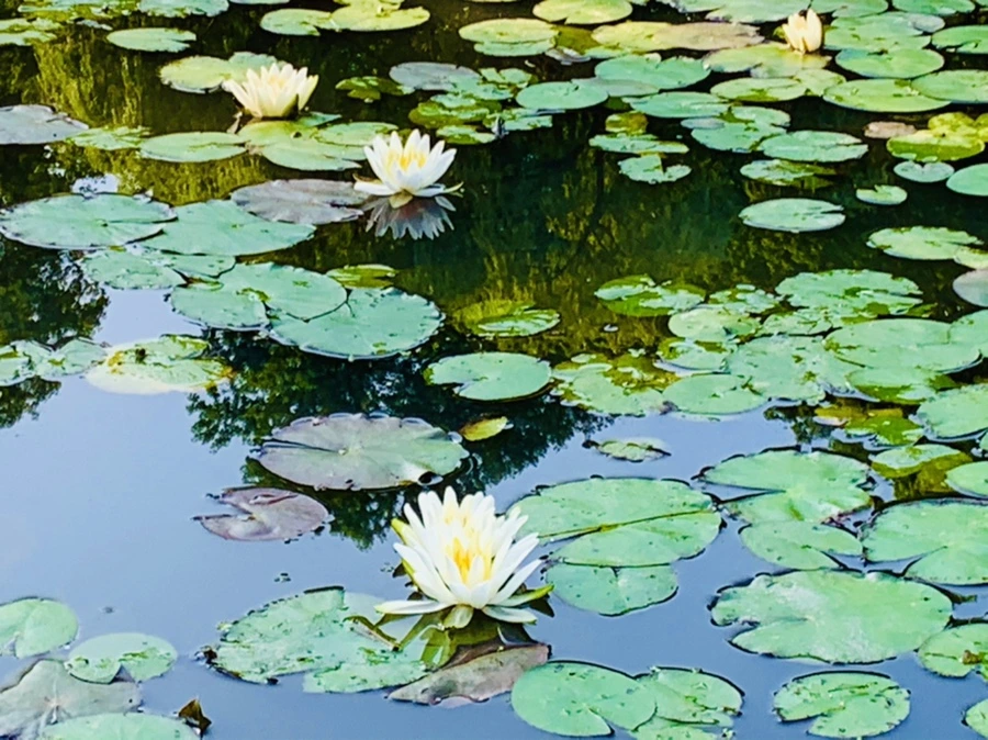 IMG_6620.jpg?type=w966