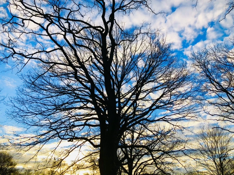 IMG_4872.jpg?type=w966