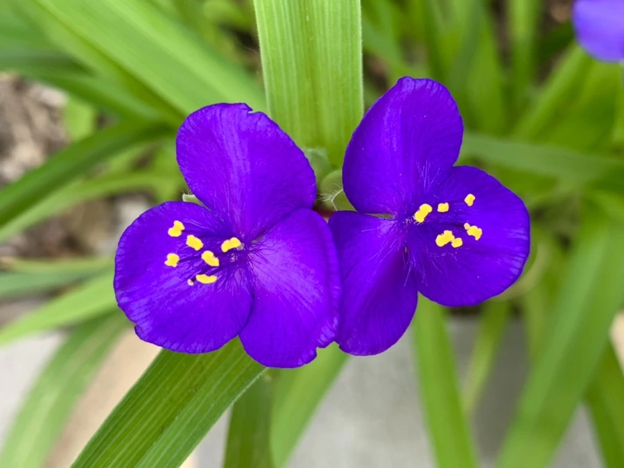 IMG_4073.jpg?type=w966