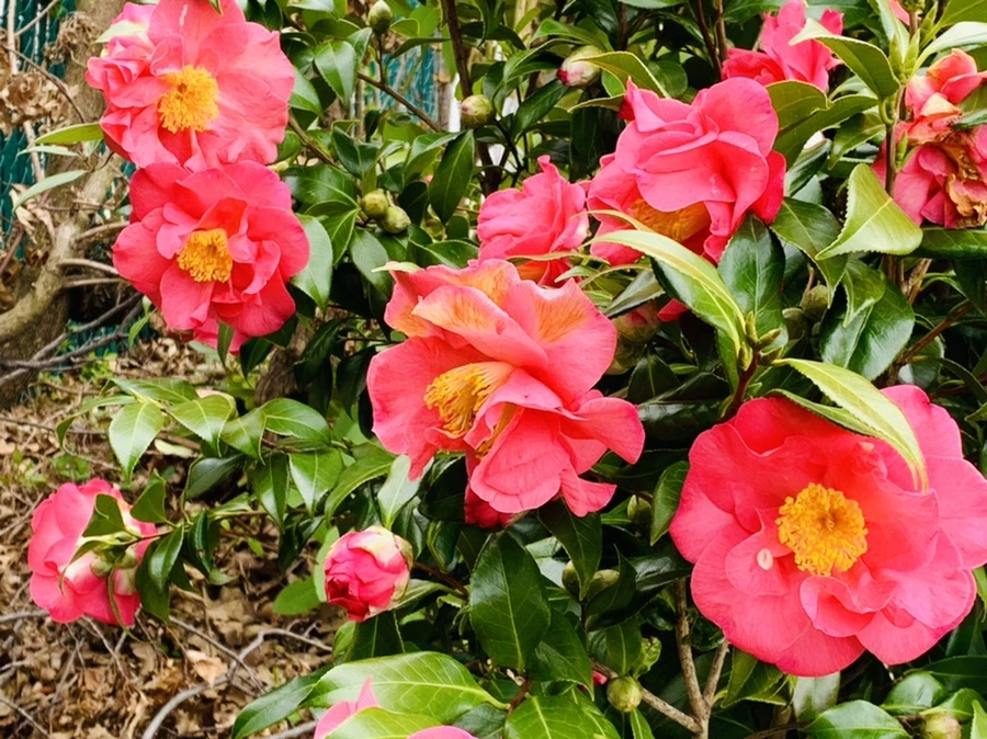 IMG_6667.jpg?type=w966