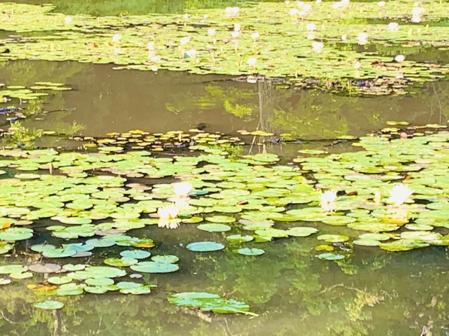 IMG_6618.jpg?type=w966