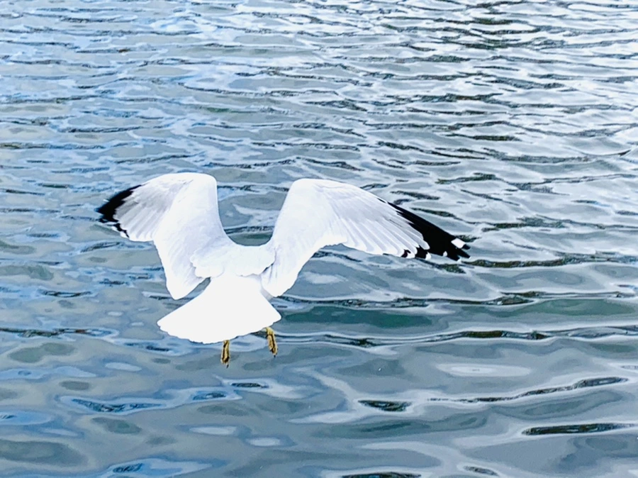 IMG_7702.jpg?type=w966