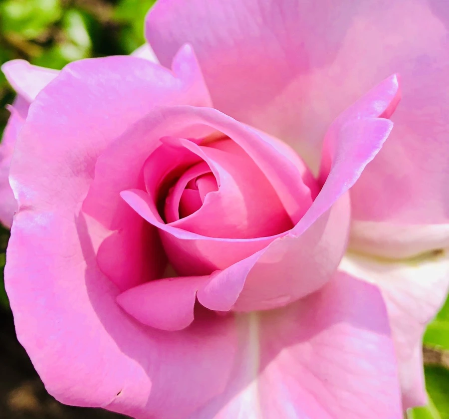 IMG_5672.jpg?type=w966