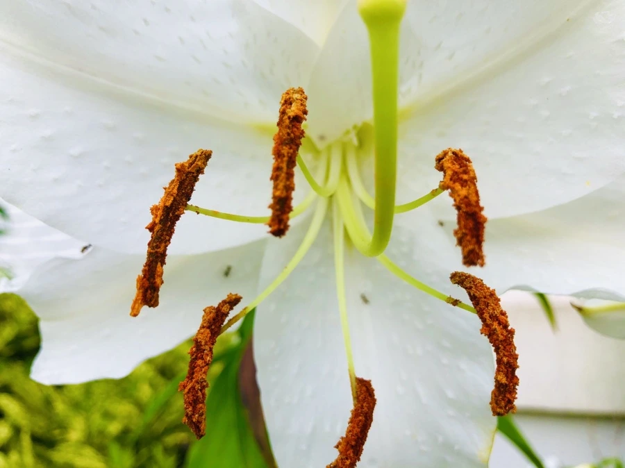 IMG_4174.jpg?type=w966