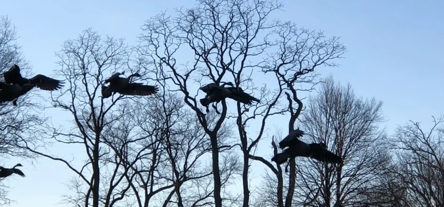 IMG_4965.jpg?type=w966