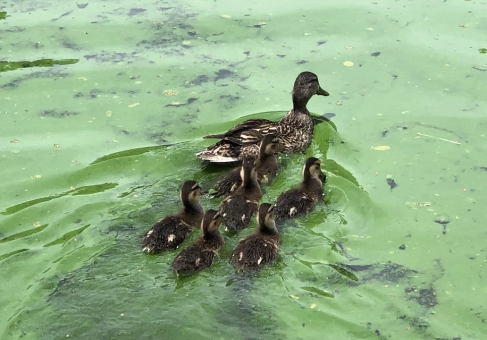 IMG_5737.jpg?type=w966